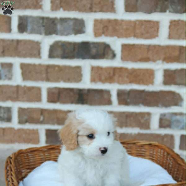 Cody, Cavapoo Puppy
